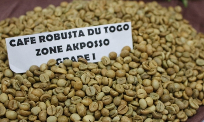 Filière Café-Cacao : Seulement 2600 tonnes exportées lors de la campagne 2019-2020