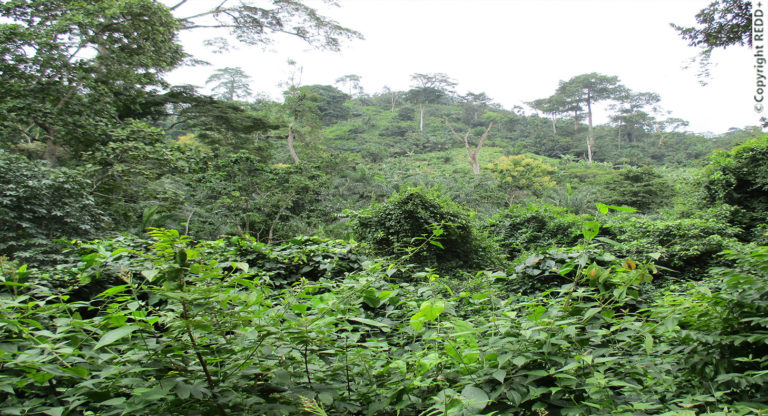 Environnement: passer de 24,24% de couverture forestière à 26% d’ici 2030, ambitionne le Togo
