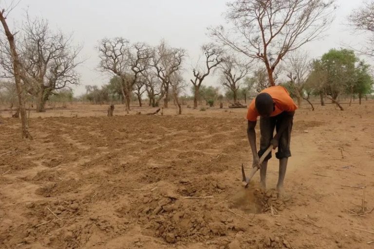Environnement : 59000 hectares de terres dégradées en passe d’être restaurées au nord du Togo